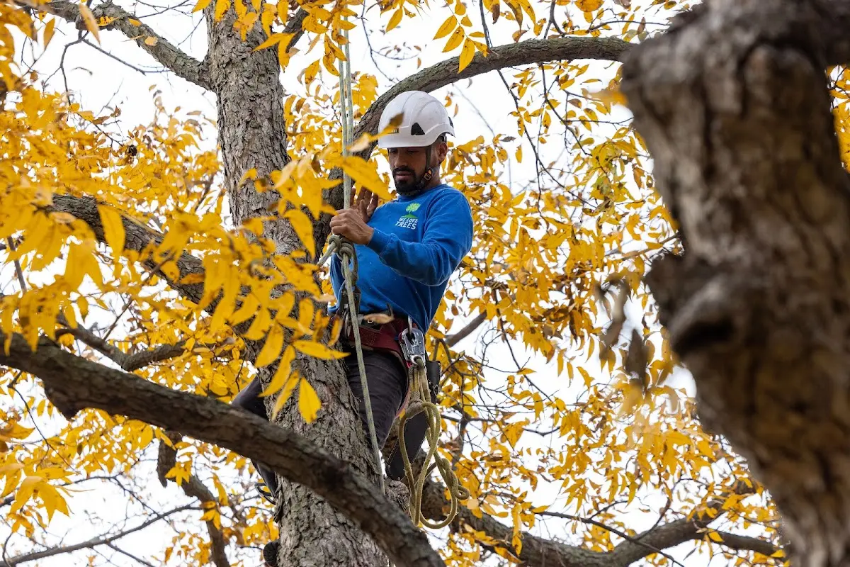 Skilled Storm Damage Cleanup crew working in East Hampton
